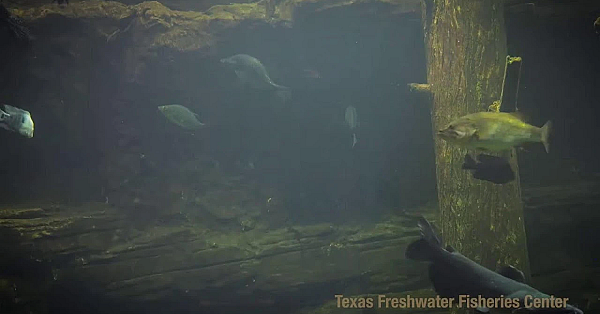 Texas Parks And Wildlife Live Lofi Chill Relaxing Aquarium For Sleep Or Study