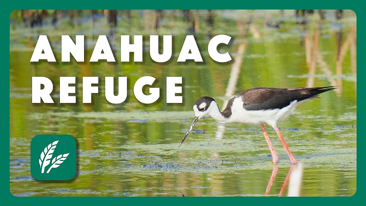 Anahuac National Wildlife Refuge - Postcard From Texas