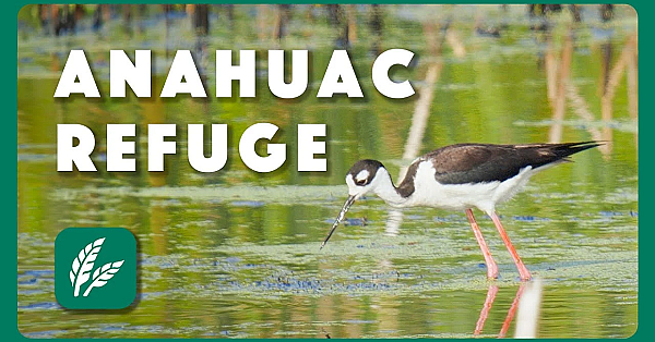 Anahuac National Wildlife Refuge - Postcard From Texas