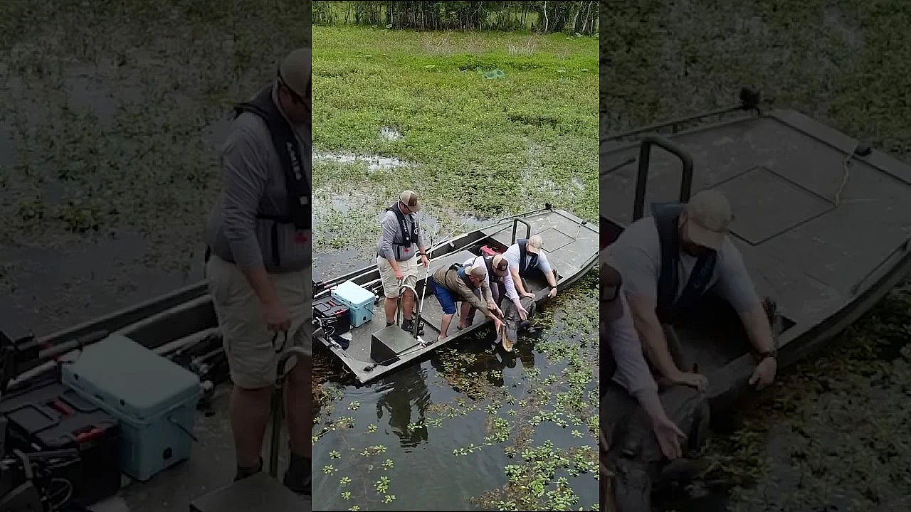 Alligator Research🐊 #alligators