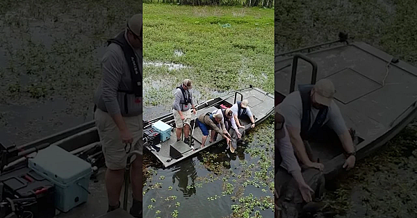 Alligator Research🐊 #alligators