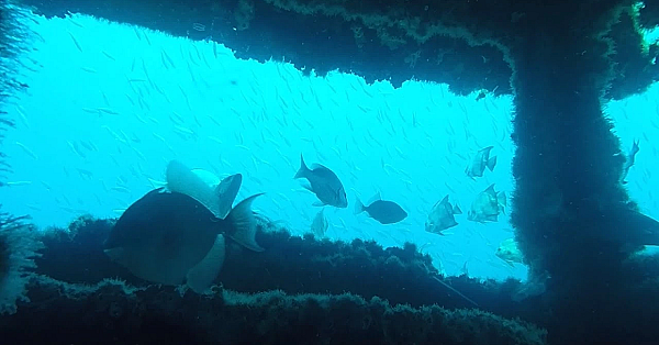 Pbs Show - Rio Grande Valley Reef, Hunting Refuge &amp; West Texas Surfing - #3016