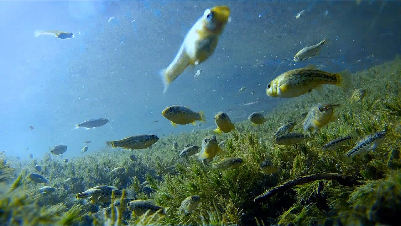 Act Now To Help Fish And Wildlife!