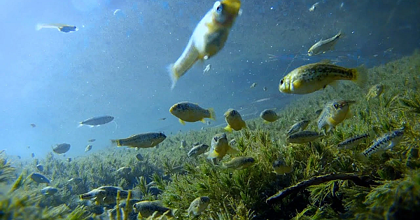 Act Now To Help Fish And Wildlife!