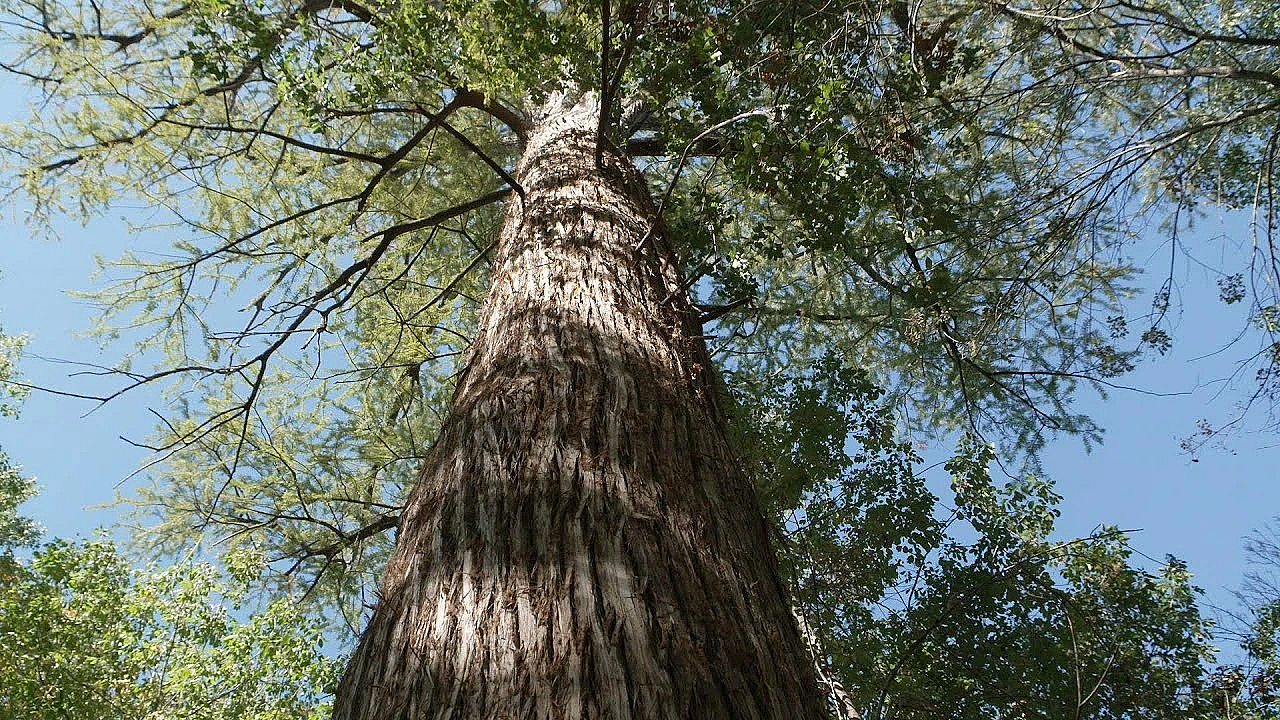 Pbs Show - Famous Park Trees, Caddo Lake &amp; Collegiate Camper - #3116