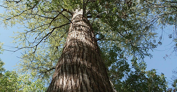 Pbs Show - Famous Park Trees, Caddo Lake &amp; Collegiate Camper - #3116