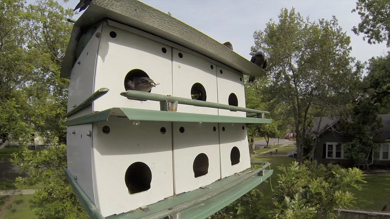 Managing The Martins