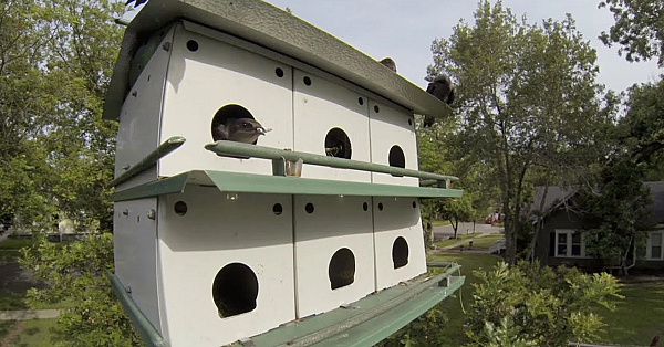 Managing The Martins