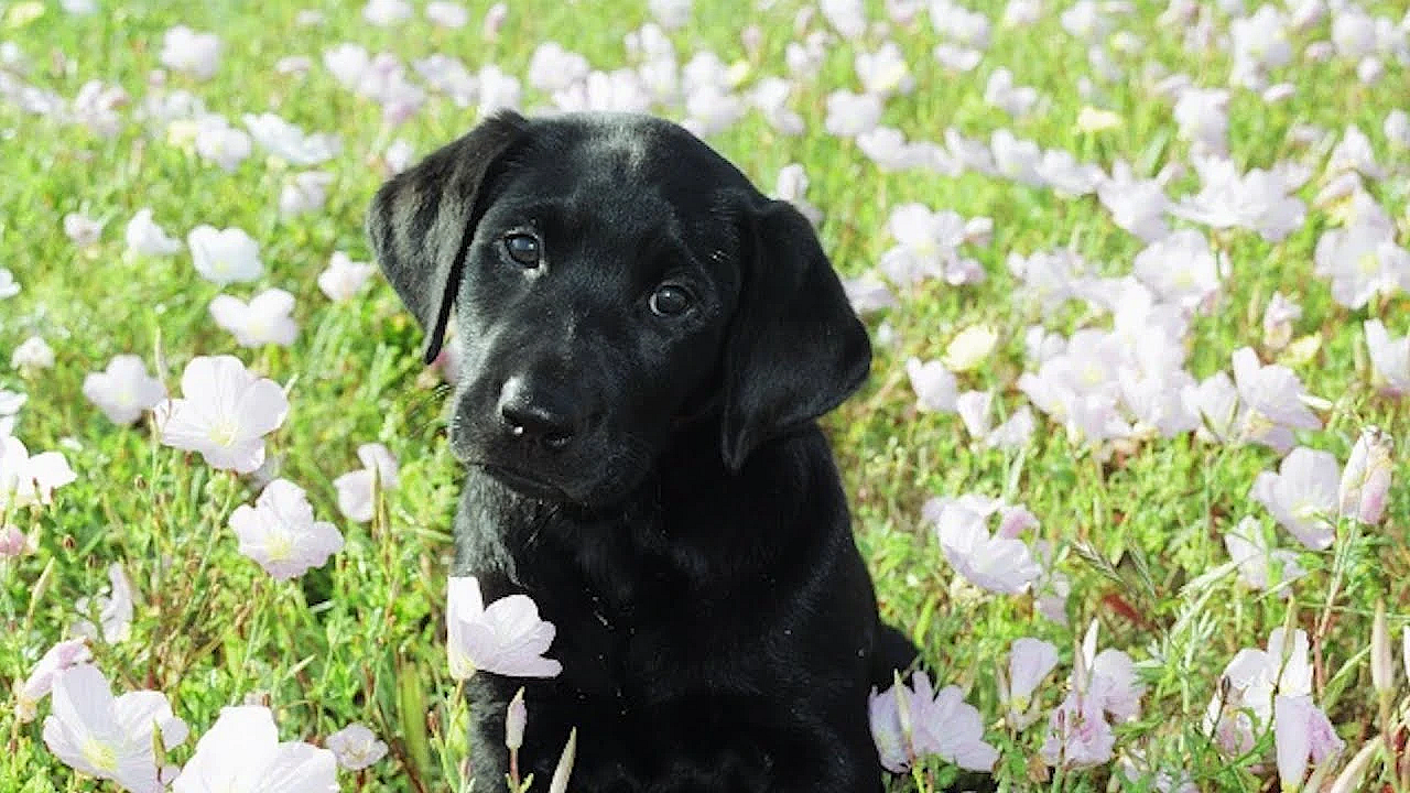 Pbs Show - Good Dog, Coastal Birds, Invading Plants, #2803