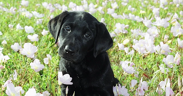 Pbs Show - Good Dog, Coastal Birds, Invading Plants, #2803