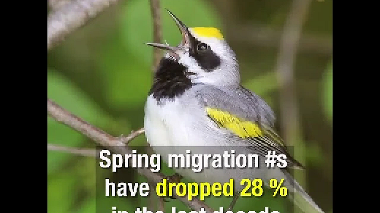 3 Billion Birds Gone