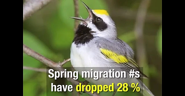 3 Billion Birds Gone