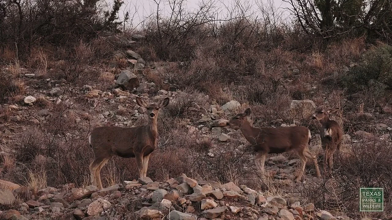 Deer at Dusk | Postcard From Texas