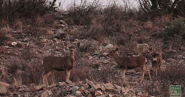 Deer at Dusk | Postcard From Texas