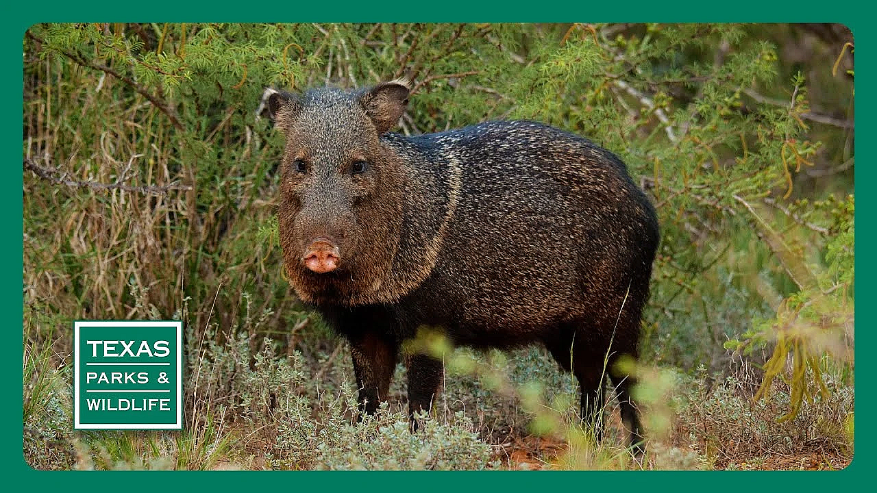 Pbs Trailer - Episode 25, Season 40