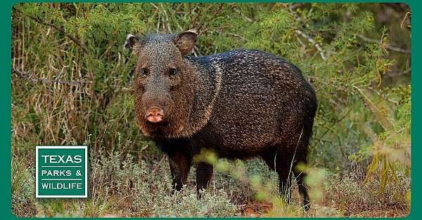 Pbs Trailer - Episode 25, Season 40