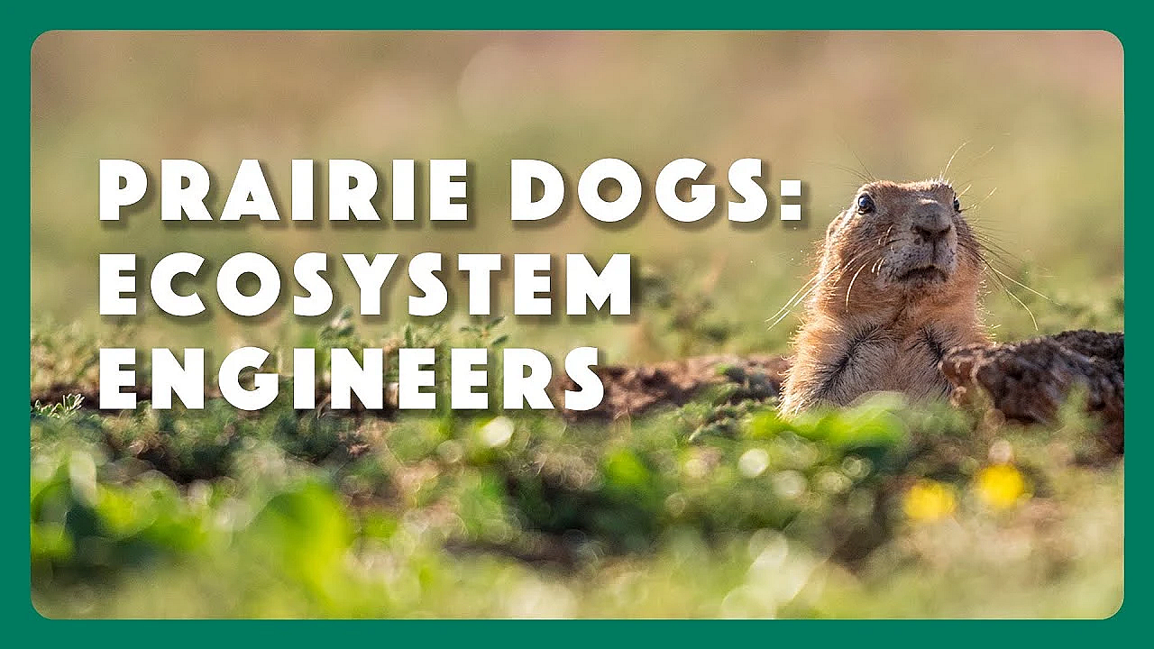 Prairie Dogs: Ecosystem Engineers