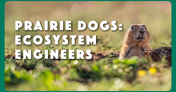 Prairie Dogs: Ecosystem Engineers