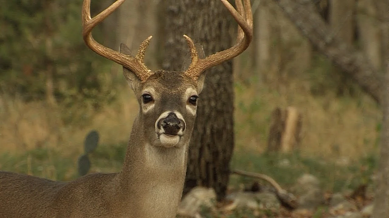 Opening Day Of Deer Season - Texas Parks And Wildlife [official]