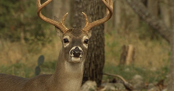 Opening Day Of Deer Season - Texas Parks And Wildlife [official]