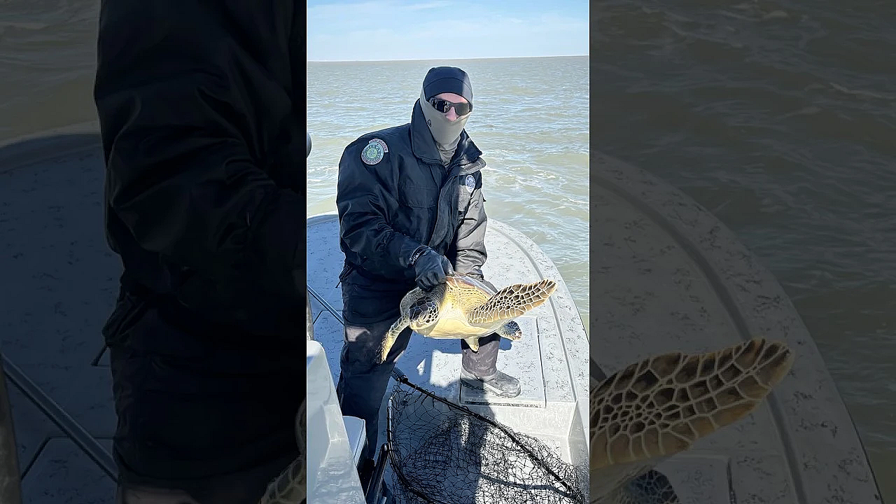 Sea Turtle Rescue #seaturtles