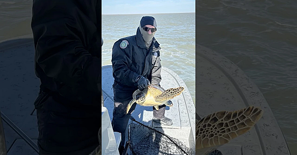 Sea Turtle Rescue #seaturtles