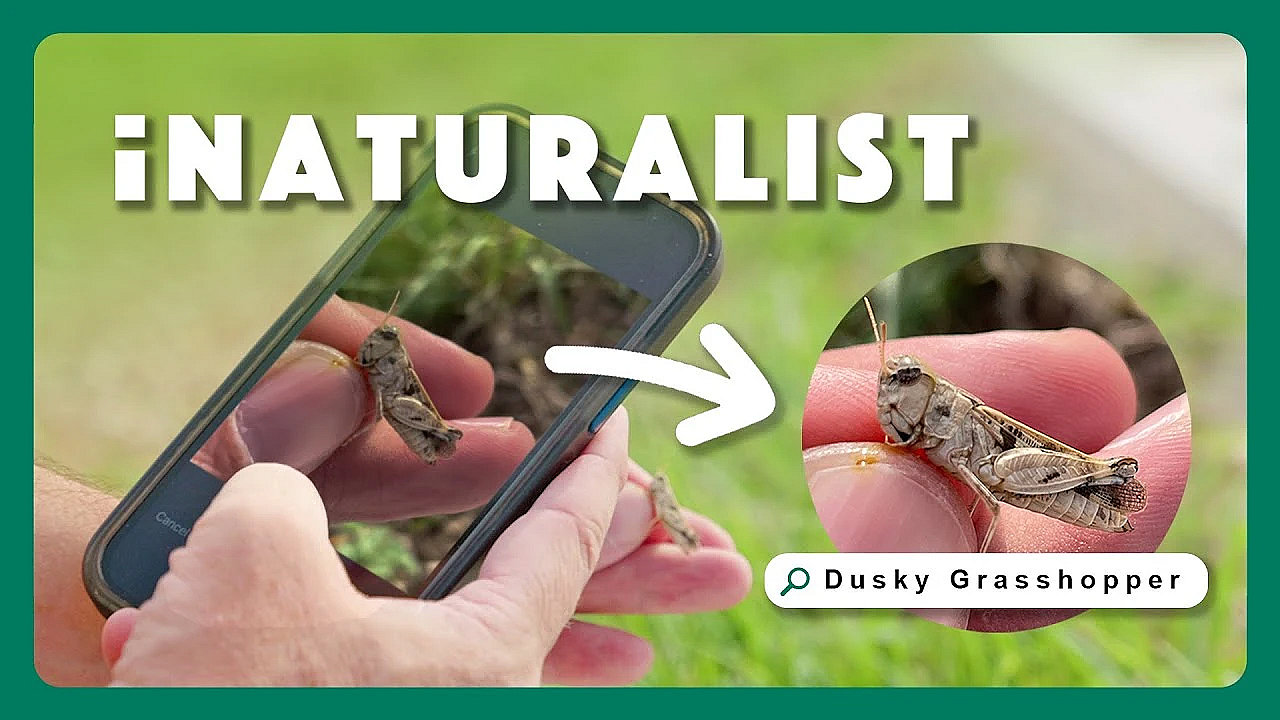 Master Inaturalist