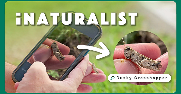 Master Inaturalist