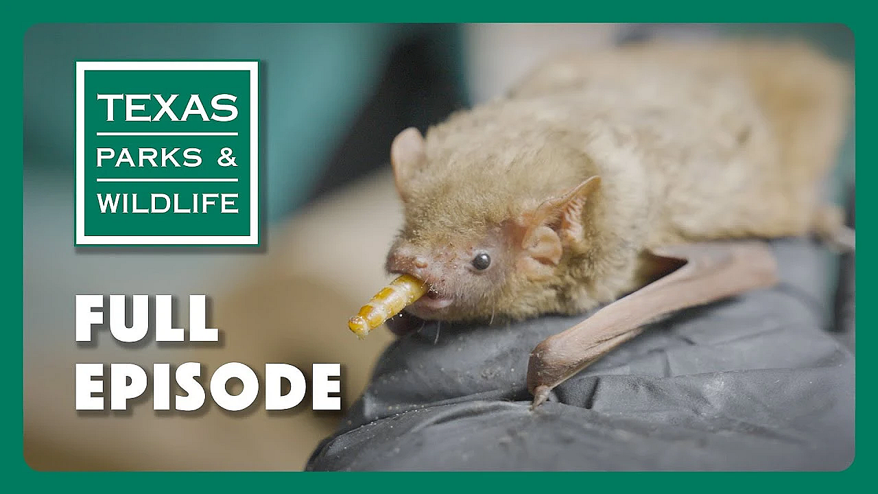 Pbs Show - Austin Bat Refuge &amp; More