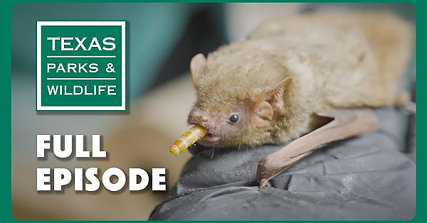 Pbs Show - Austin Bat Refuge &amp; More