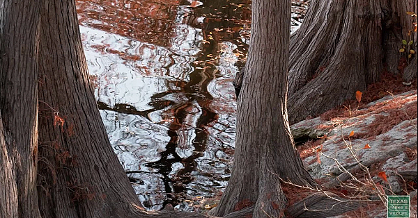 Fall At Mckinney Falls State Park - Postcard From Texas