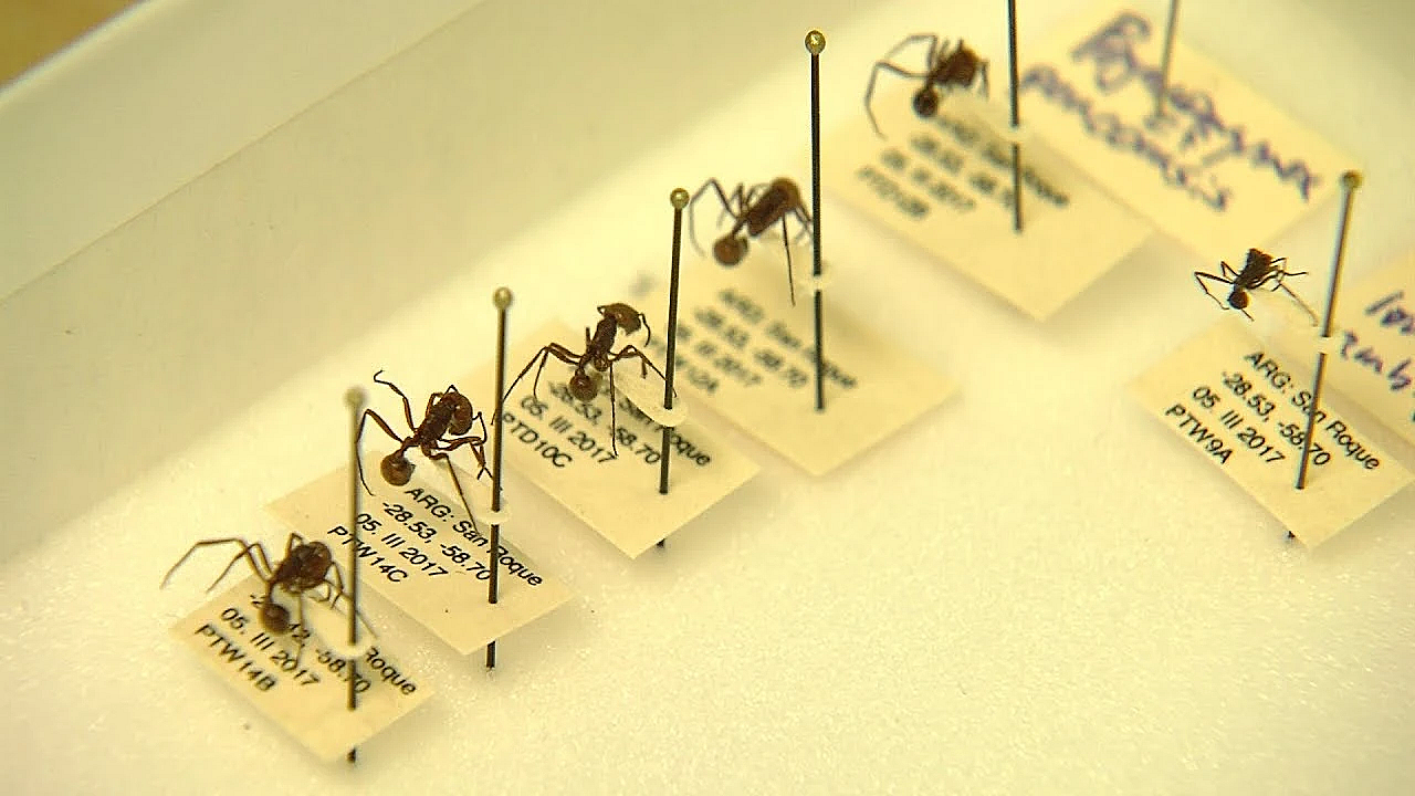 Pbs Show - Crazy Ants, Birding Legend, Pigfoot Deer, #2807