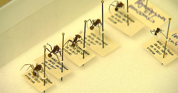 Pbs Show - Crazy Ants, Birding Legend, Pigfoot Deer, #2807