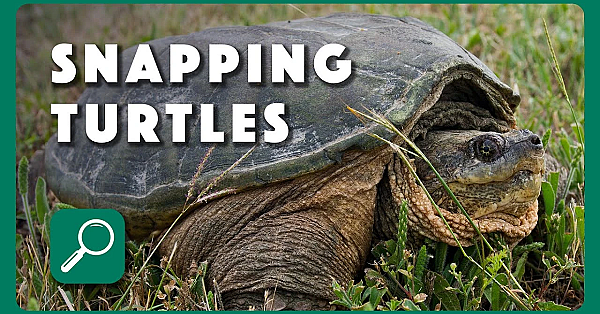 Snapping Turtles Of Texas
