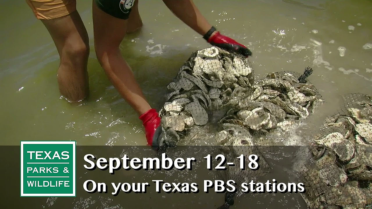 Pbs Preview - Birding Passion, Collegiate Climbers, Oyster Shell Return - #2923