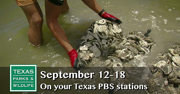 Pbs Preview - Birding Passion, Collegiate Climbers, Oyster Shell Return - #2923