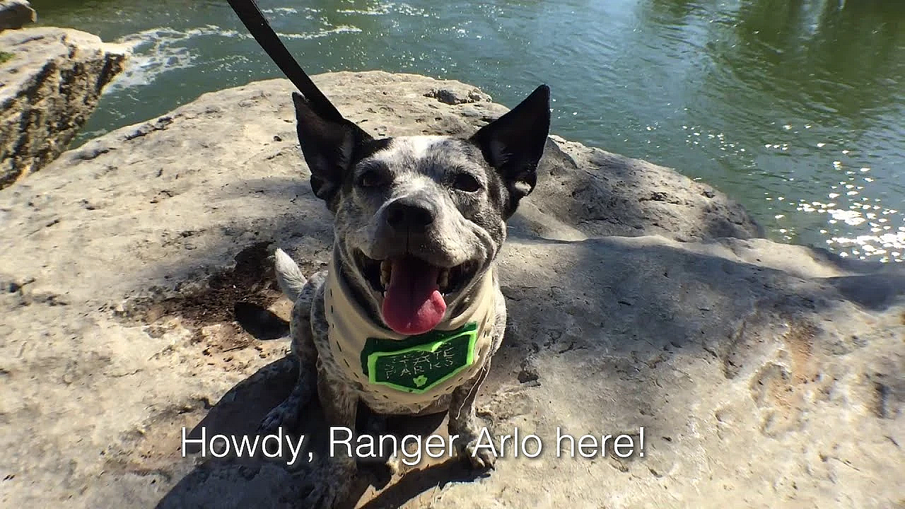 Heat Safety For Dogs