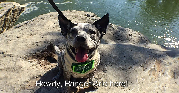 Heat Safety For Dogs