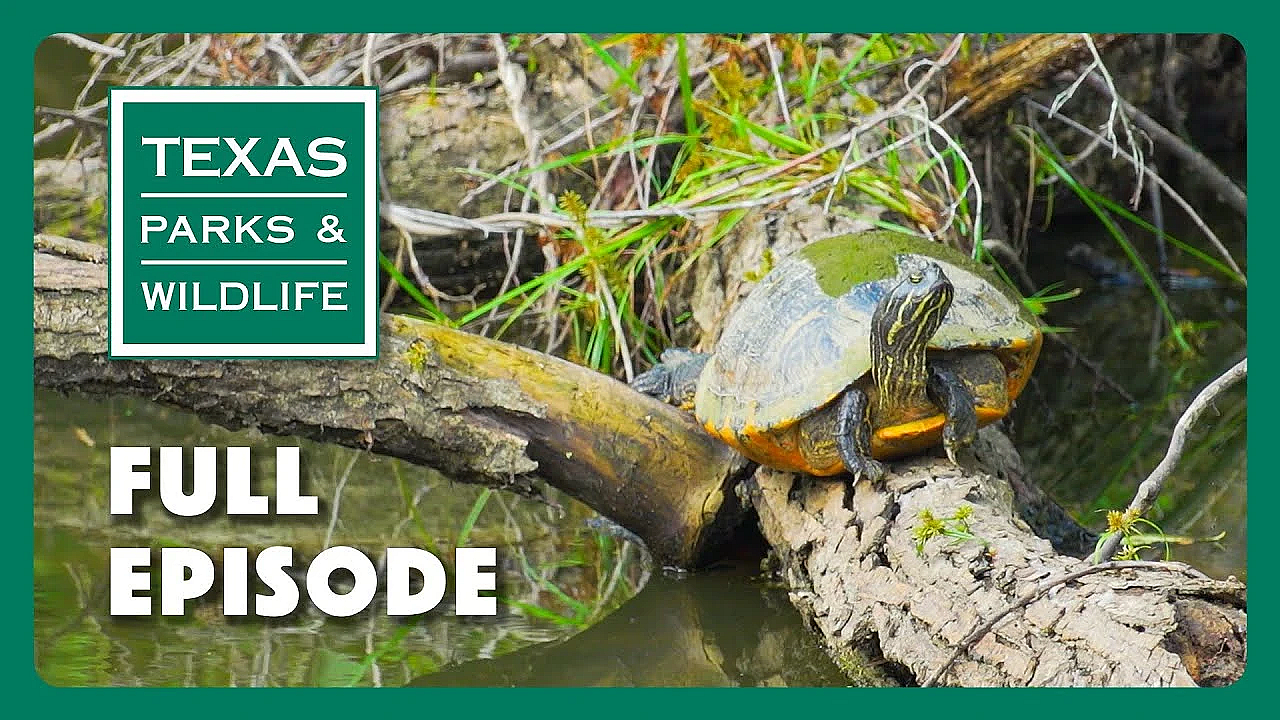 Pbs Show - Paddling Trails, Edwards Aquifer &amp; The Art Of Texas
