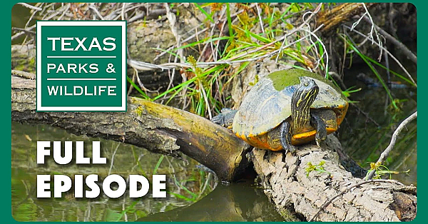 Pbs Show - Paddling Trails, Edwards Aquifer &amp; The Art Of Texas
