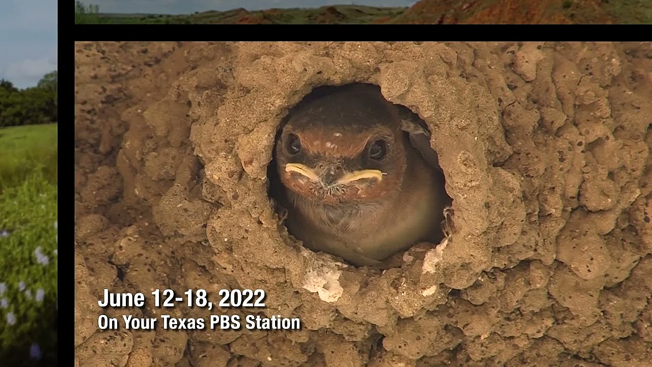 Pbs Preview - Coastal Prairie Ranchers, Bridge Birds, Fish Habitat Help