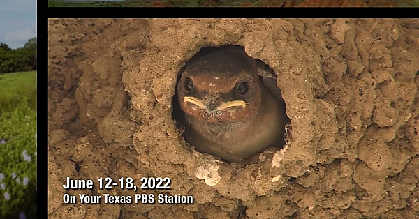 Pbs Preview - Coastal Prairie Ranchers, Bridge Birds, Fish Habitat Help