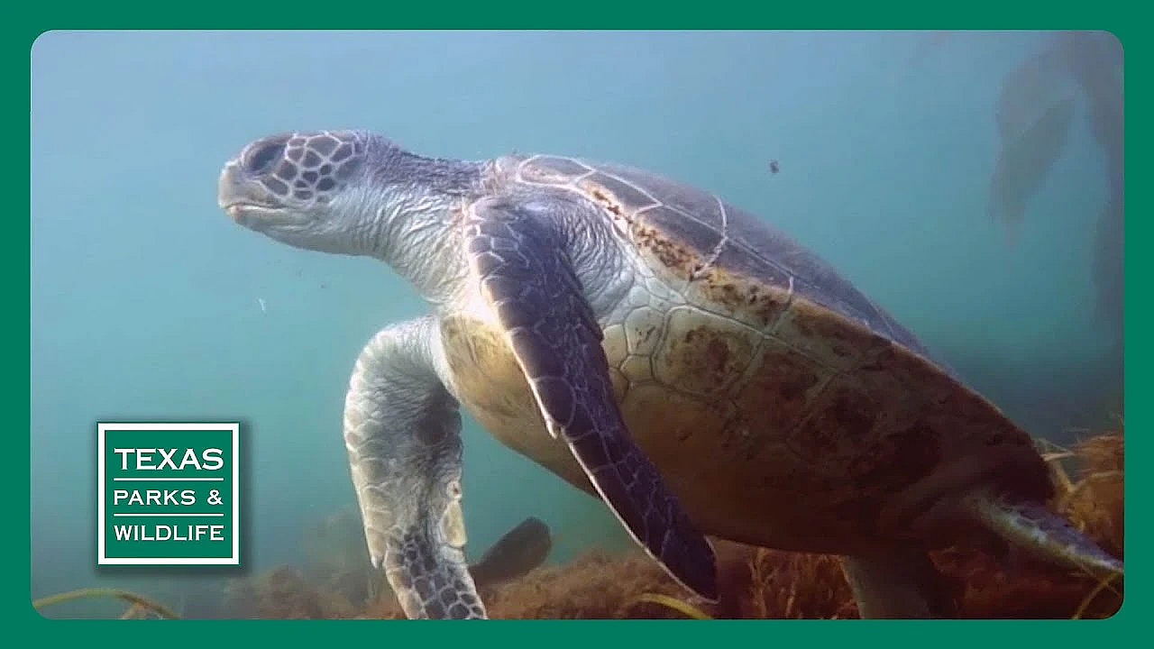 Tpw Trailer - Episode 24, Season 40