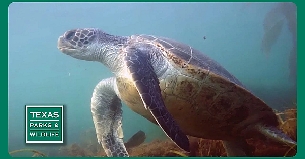 Tpw Trailer - Episode 24, Season 40