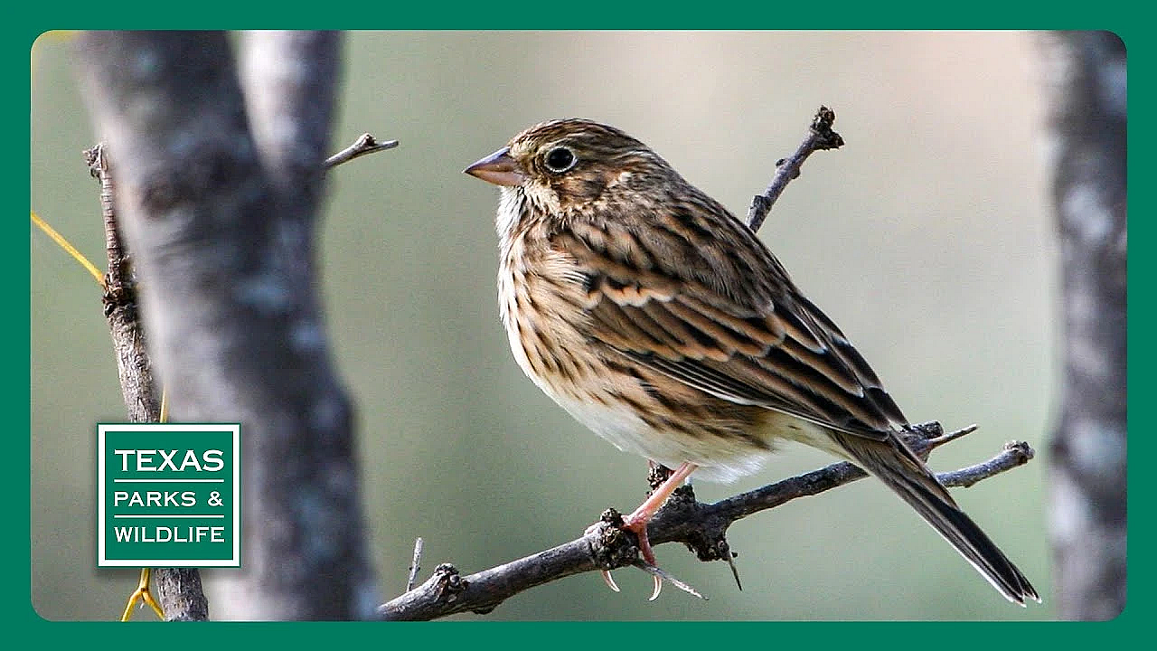 Pbs Trailer - Mentor Magic, Fortlandia, Desert Sparrows