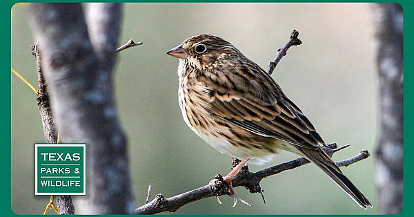 Pbs Trailer - Mentor Magic, Fortlandia, Desert Sparrows