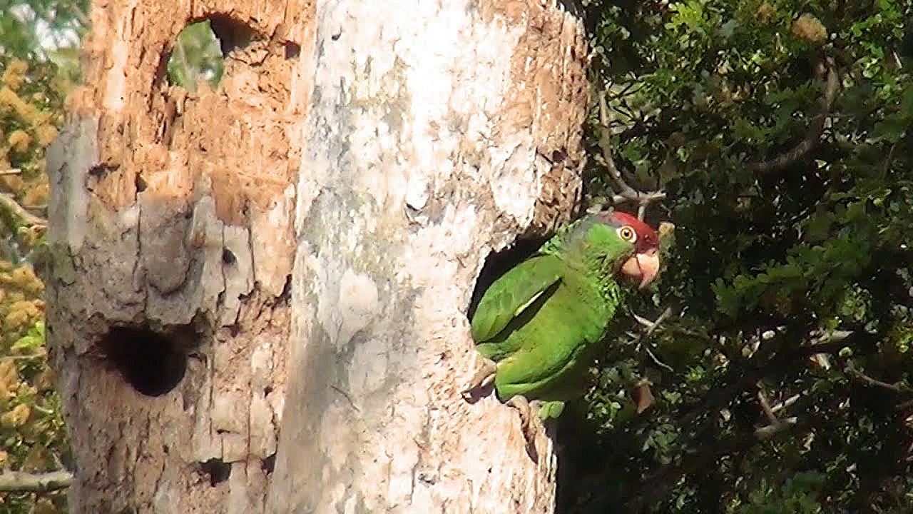 Pbs Show - Counting Parrots, Interpreting Parks,  Woodpecker Search, #2805