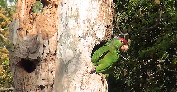 Pbs Show - Counting Parrots, Interpreting Parks,  Woodpecker Search, #2805