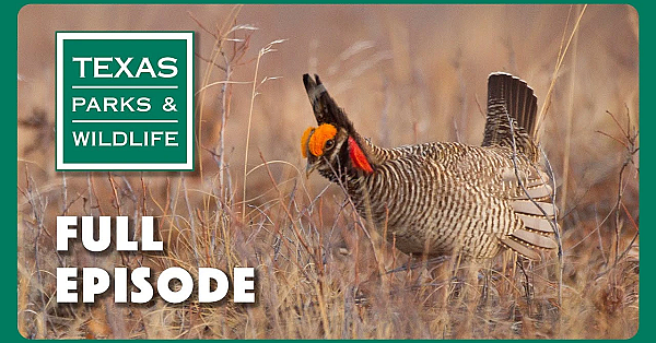 Pbs Show - Song Of The Prairie, Angler Access &amp; Hueco Tanks