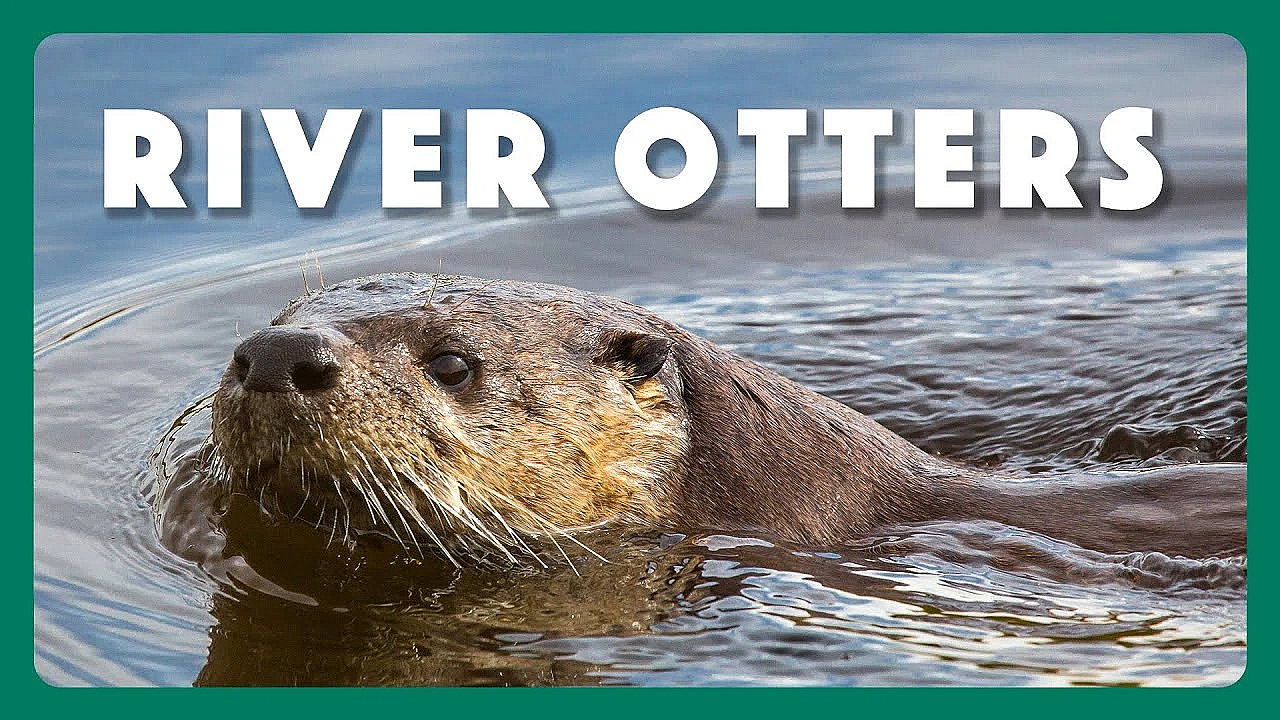 River Otters In Texas